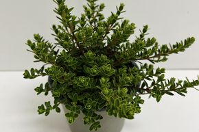V�ronique arbustive 'Baby Marie'
