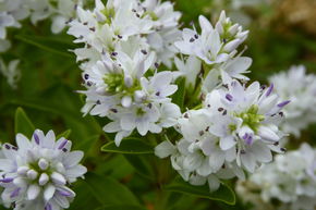 V�ronique arbustive 'Garden Beauty White'