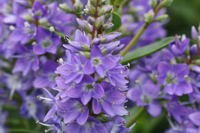 V�ronique arbustive 'Garden Beauty Blue'