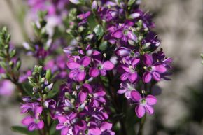 V�ronique arbustive 'Garden Beauty Purple'