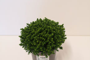 V�ronique arbustive 'Green Globe'