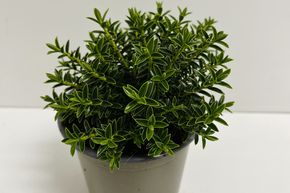 V�ronique arbustive 'New Zealand Gold'
