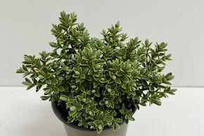 V�ronique arbustive 'Sutherlandii'