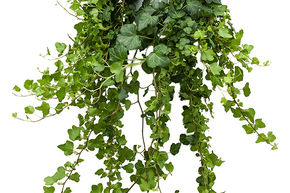 Lierre d'Irlande 'Wonder'