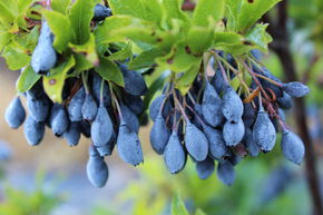 Myrtille 'Blueropf�'