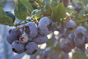 Myrtille Blueroma�