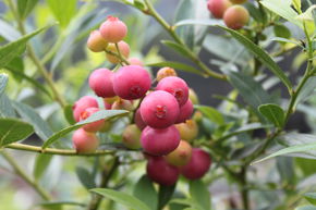Myrtille Pinkbeere� Pink Lemonade�