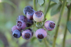 Myrtillier Rubel