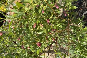 Myrtillier Luberissima� Pinkbeere� 'Pink Lemonade�'