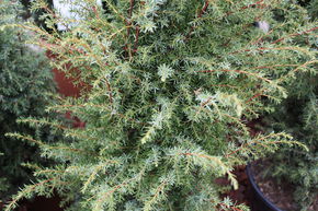 Gen�vrier colonnaire 'Excelsa'