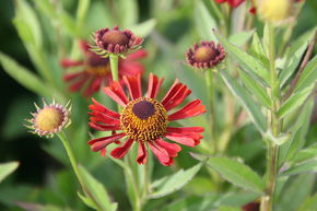 H�l�nie d'automne rouge vrai 'Siesta'
