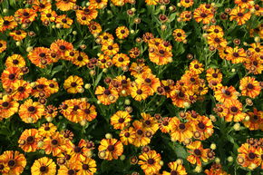 H�l�nie 'Flamenco'