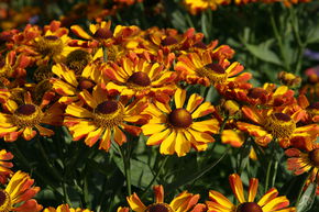 H�l�nie 'Rauchtopas'