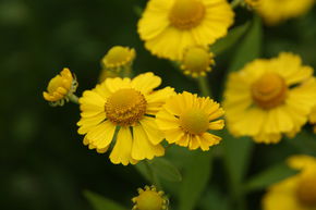 H�l�nie 'Kanaria'