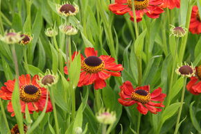 H�l�nium de jardin 'Kupferzwerg', nain