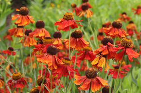 H�l�nie 'Moerheim Beauty'