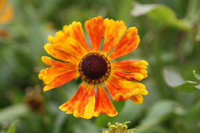 H�l�nie 'Waltraut'