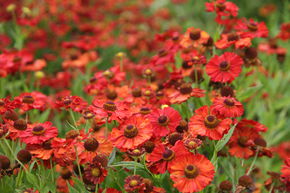 H�l�nie 'Indianersommer'