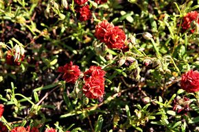 H�lianth�mes x cultivorum 'Rubin'