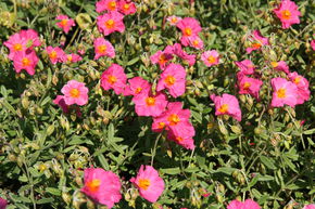 H�lianth�mes 'Ben Hope'