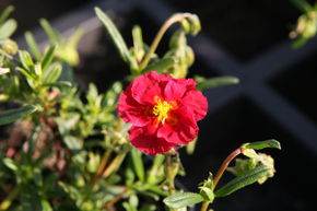 H�lianth�mes 'Blutstr�pfchen'