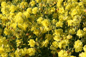 H�lianth�mes 'Gelbe Perle'