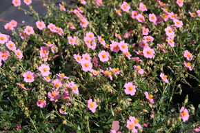 H�lianth�mes 'Lawrensons Pink'