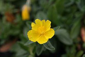 H�lianth�mes 'Sterntaler'