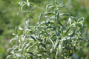 H�lianth�mes 'Supreme'