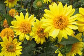 Tournesol vivace 'Meteor'