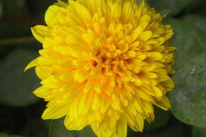 Tournesol vivace 'Soleil d'Or'