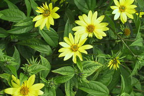 Soleil vivace � petites fleurs 'Lemon Queen'