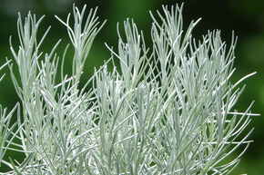 Herbe � curry 'Kari'