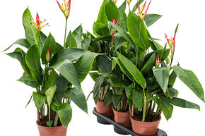 Faux oiseau de paradis 'Hawaii'