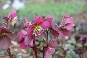 Hell�bore 'Anna's Red'