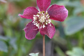 Hell�bore 'Pretty Ellen Red'