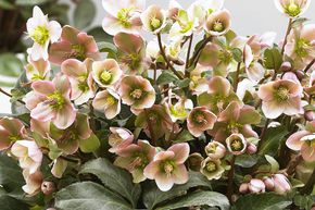 Hell�bore 'Angel Glow'