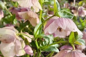 Hell�bore 'Red Hybrids'