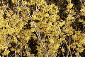 Hamam�lis jaune clair 'Primavera'