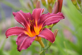 H�m�rocalle 'Prophet'