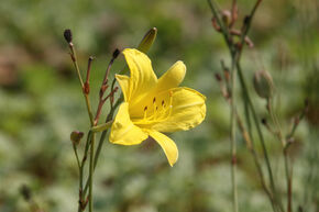 H�m�rocalle 'Corky'