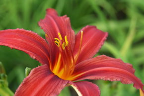 H�m�rocalle hybride 'Crimsons Pirate'