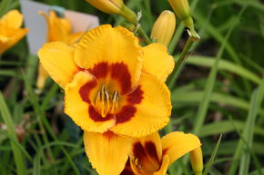 H�m�rocalle hybride 'Fooled Me'