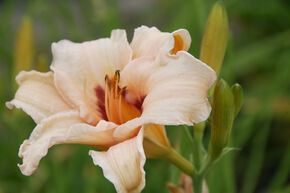 H�m�rocalle 'Lynn Hall'