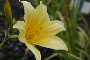 H�m�rocalle hybride 'Shooting Star'