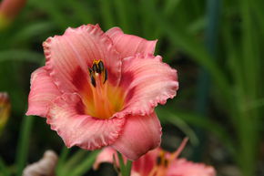 H�m�rocalle hybride 'Strawberry Candy'