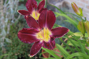 H�m�rocalle 'Strutters Ball'