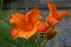 H�m�rocalle hybride 'Mauna Loa'