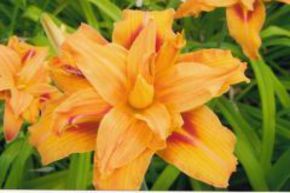 H�m�rocalle fauve 'Kwanso'