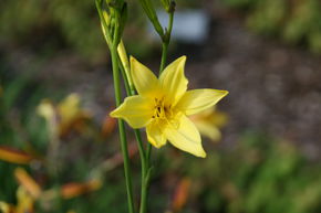 H�m�rocalle jaune